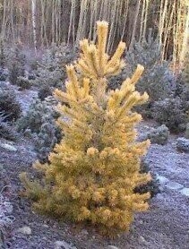 Pinus sylvestris nisbets gold 3L 34-40cm