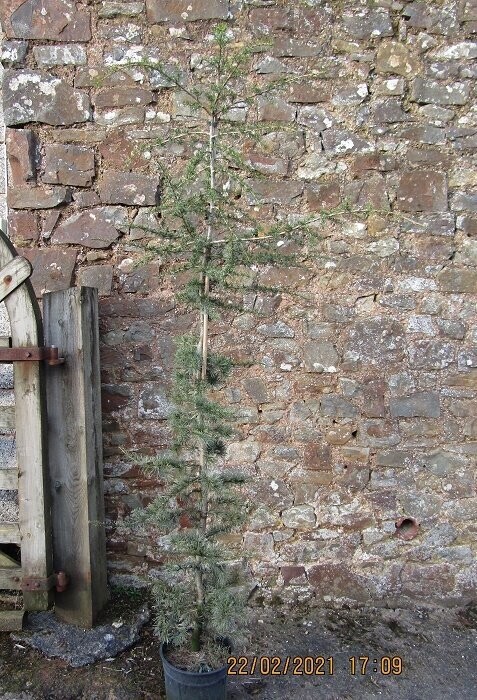 Cedrus libani, 10L cedar of Lebanon 200-225cm