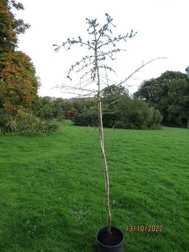 Cedrus libani, 10L cedar of Lebanon 210-220cm