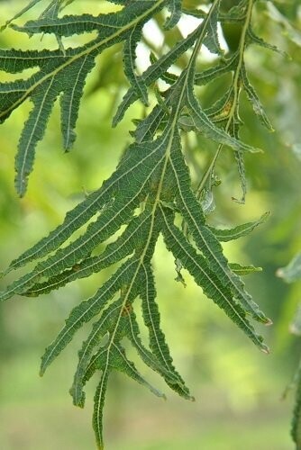 Quercus robur 'Pectinata'  3L  80-90cm