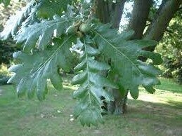 Quercus frainetto, Hungarian/Italian oak, 4L 50-60cm whip