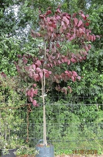 Cercis canadensis forest pansy 125-150cm rb. Special order only. Please email the office