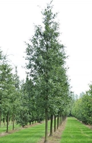 Quercus castaneifolia 'Green Spire', 3L 70-90cm