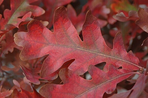 Quercus bimundorum' 'Crimson Spire'  (Crimschmidt) 
100-105x45cm plus