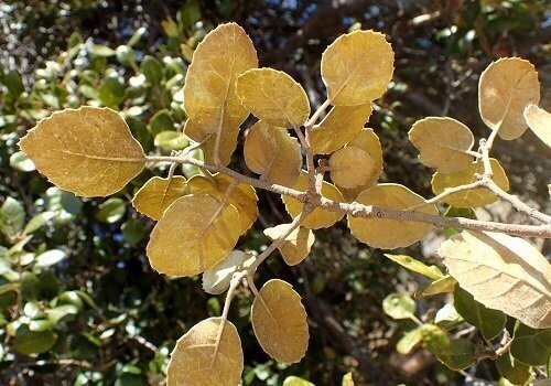 Quercus alnifolia, golden/Cyprus oak 2L 35-40cm whip (not branched)