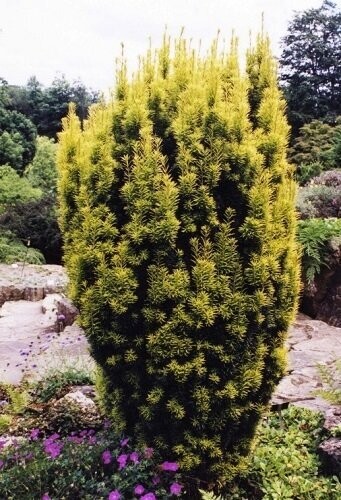 Taxus baccata David 140-150cm rb, multistem at base, EXACT ITEM OFFER