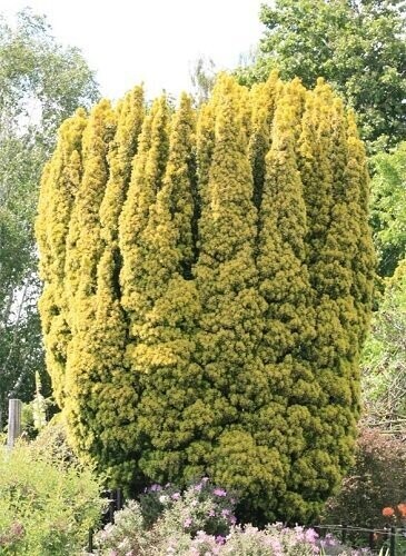 Taxus baccata fastigiata aurea 120-130cm rb