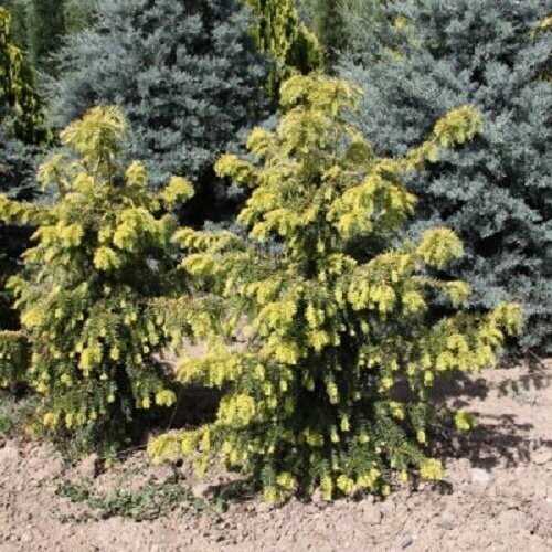 Taxus baccata Dovastonii aurea 155-165cm please email the office