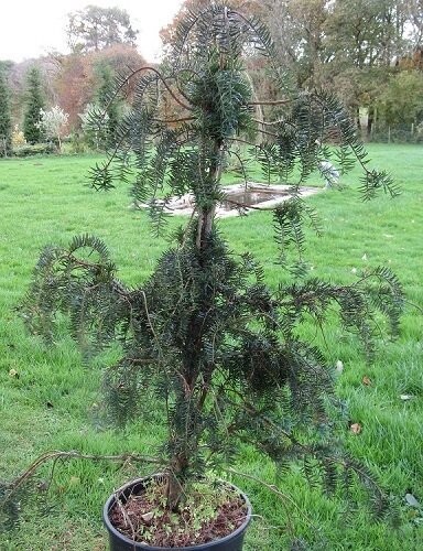 Taxus baccata Dovastoniana 200-250cm rb