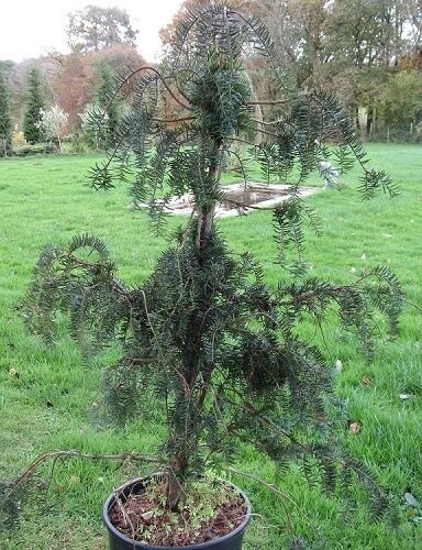 Taxus baccata Dovastoniana 80-100cm, please email the office