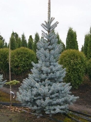 Picea pungens omega 28-35cm