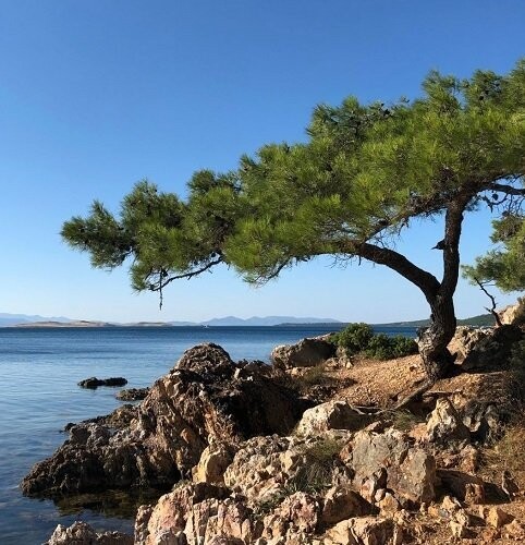 Pinus brutia var. pityusa, Black sea pine, 40-50cm. Drought tolerant
