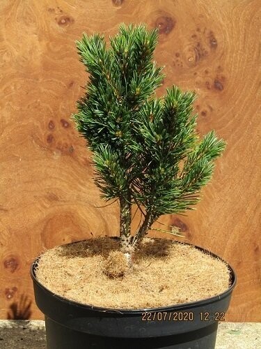 Pinus longaeva sherwood compact 19-25cm