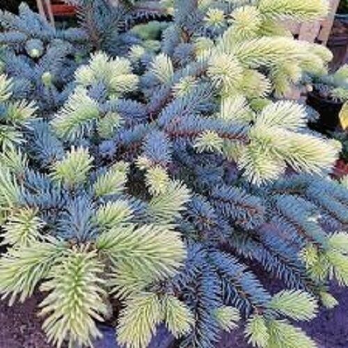 Picea pungens bialobok 7.5L 40-50cm, bushy