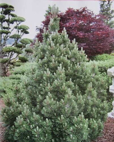 Pinus heldreichii Irish bell 5L 35-40cm