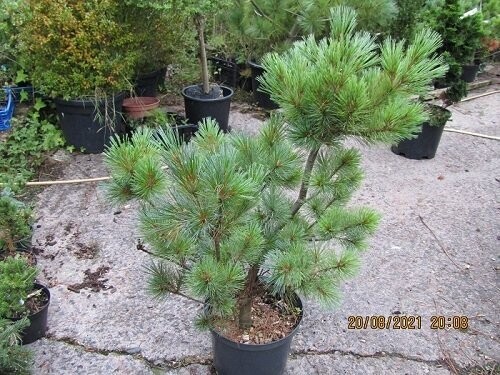 Pinus strobus blue shag 10L 85-90x80cm