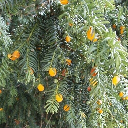 Taxus baccata Lutea, yelow berried yewtree, 40-45cm