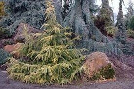 Cedrus deodara gold cascade 7.5L 85-95cm, taller specimens av' too