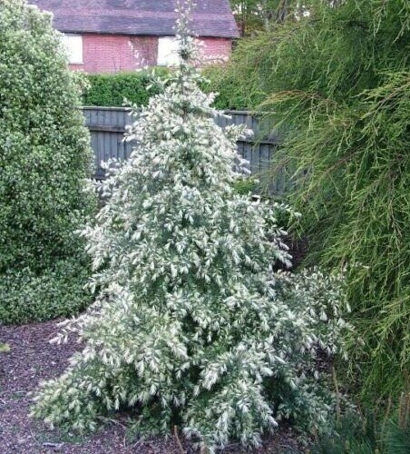 Cedrus deodara white imp 5L 65-70cm