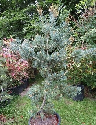 Pinus parviflora saphir 15-25cm whip