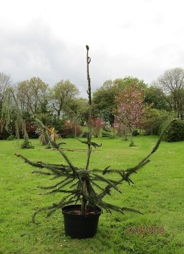 Picea abies virgata 60L 320-330x250cm