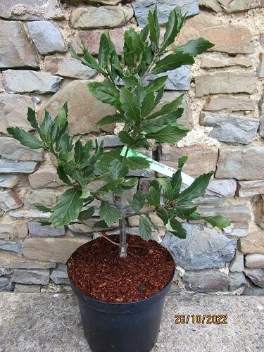 Quercus turneri 7.5L 80-90cm