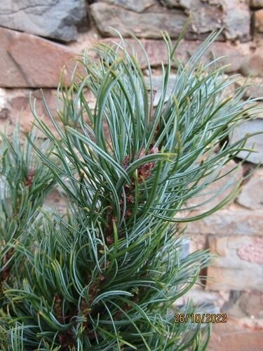 Pinus pumila chlorocarpa10L 95-110cm