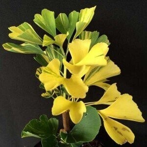 Ginkgo biloba yellow mellow 10L 85-95cm, just coming in to leaf now, 19.04.25