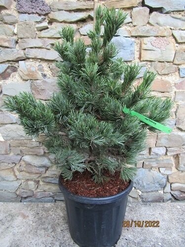 Pinus aristata 15L 70-80x55cm, 1.5" diameter stem at base, please message the office, EXACT ITEM OFFER