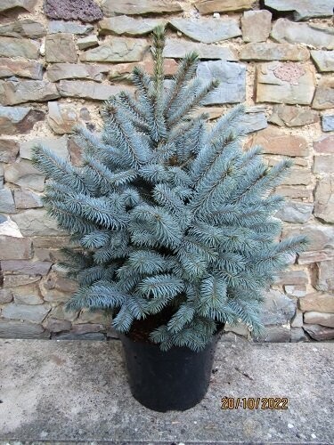 Picea pungens super blue 10L 65-75cm, field grown first, EXACT ITEM OFFER