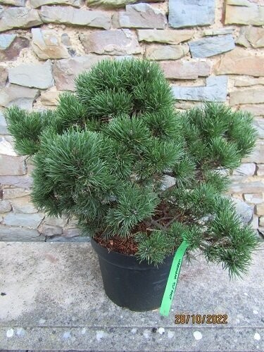 Pinus virginiana top knot, 10L 40-45x60cm EXACT ITEM OFFER