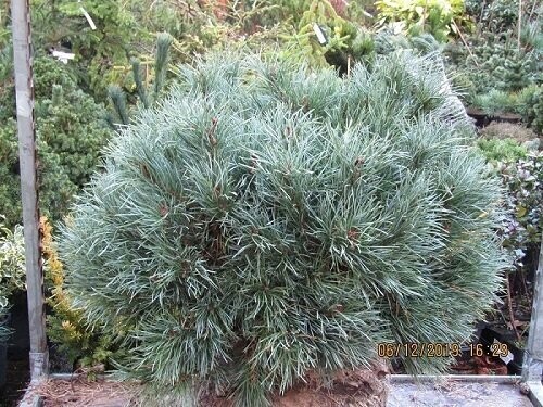 Pinus sylvestris chantry blue 65-75x 90cm rb