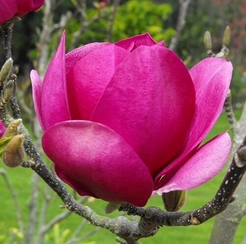 Magnolia 'Cleopatra' 20L 175-200cm, red-purple flowers. Please call the office