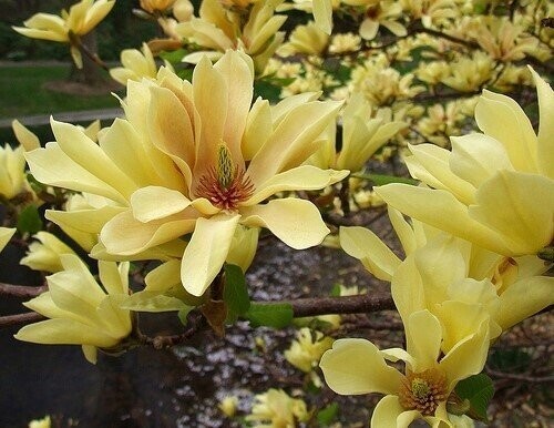 Magnolia 'Butterflies' 50L 150-175cm, buttery yellow flowers.