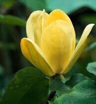 Magnolia 'Daphne' 20L 175-200cm, whip, yellow flowers. Please call the office