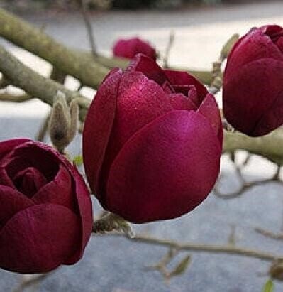 Magnolia 'Black tulip' 20L 175-200cm , dark purple-red flowers. Scented. Please call the office