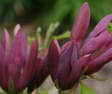 Magnolia 'Black beauty' 175-200cm rb, dark purple flowers, creamy white inside. Scented. Please call the office