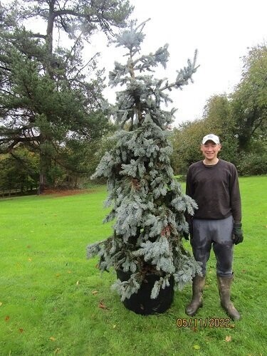 Picea pungens hoopsii 150L 250-300cm SPECIAL ORDER