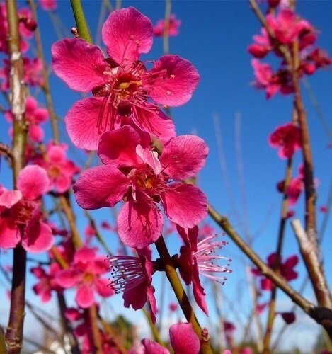 Prunus mume beni-chi-dori 3L whip