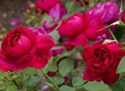 Rosa, rose
