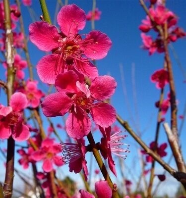 Prunus (cherry)