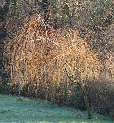 Salix (willow)