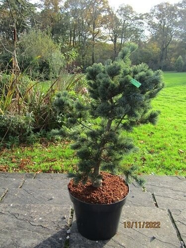 Pinus parviflora fuku-zu-mi 15L 85-90x65-70cm EXACT ITEM OFFER