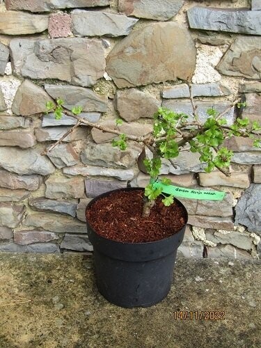 Ginkgo biloba Mariken 3L 30-35cm