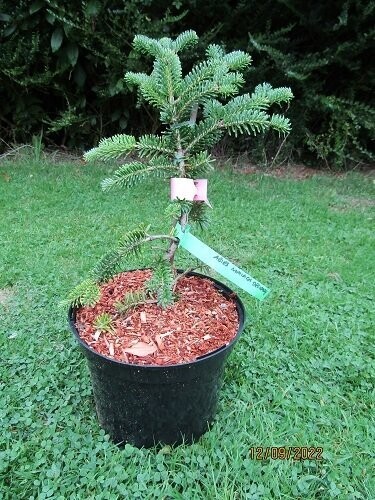 Abies numidica delicado, dwarf Algerian fir 5L 45-60cm