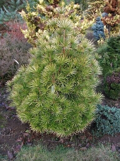 Sciadopitys verticillata richies cushion 3L 25-35cm young whip