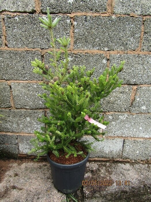 Abies koreana silberlocke(silver curls) 15L 95-105x65cm EXACT ITEM OFFER, coned up 2022