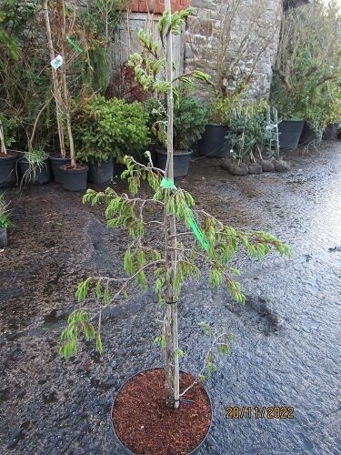 Juniperus recurva coxii, Himalayan weeping juniper 10L 95-105cm