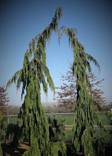 Chamaecyparis lawsoniana dik's weeping 5L 100-125cm