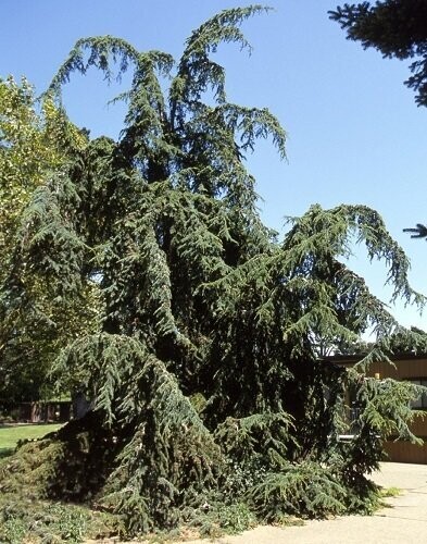 Cedrus deodara pendula 10L 100-110cm